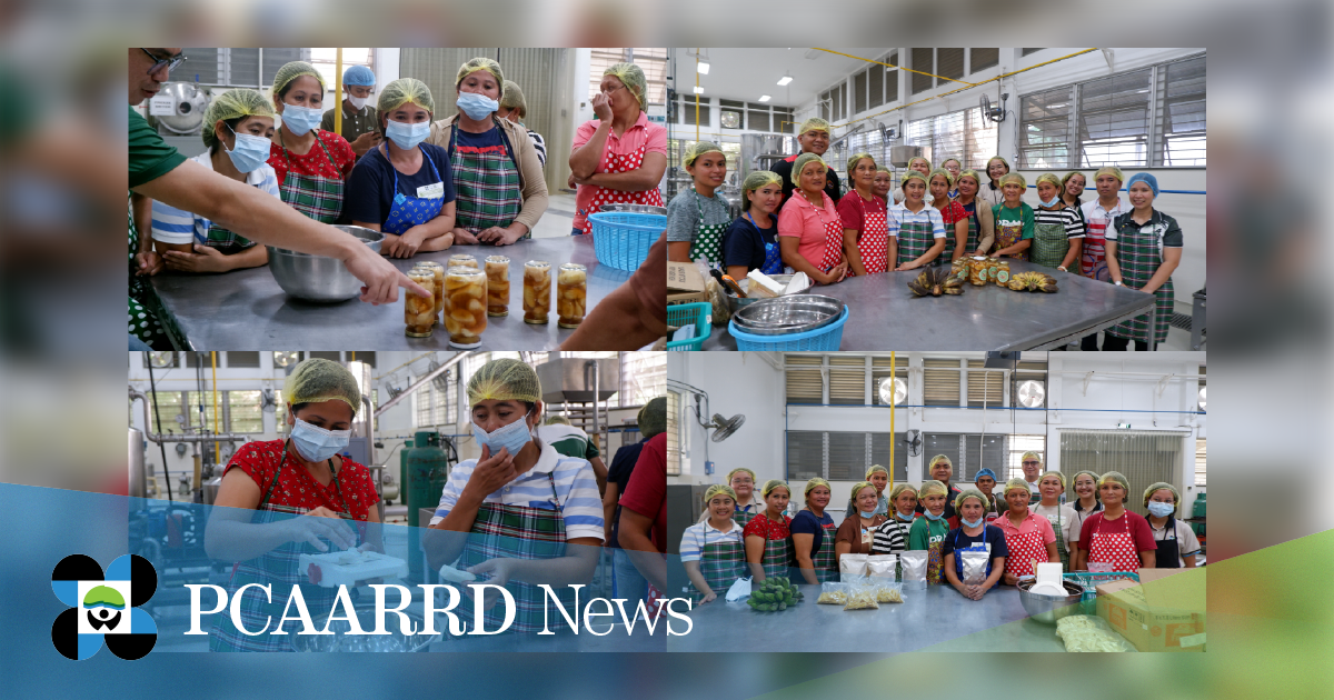 AABH empowers Los Baños farmers with saba banana processing training